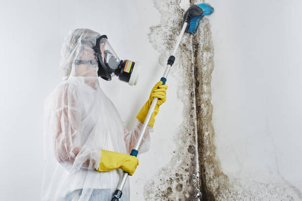 Best Local Mold Removal Service  in Pomeroy, OH