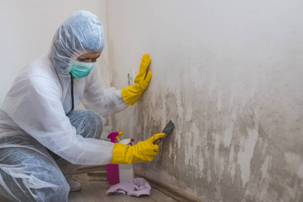 Home Mold Removal in Pomeroy, OH