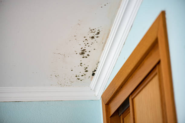 Best Professional Mold Removal  in Pomeroy, OH