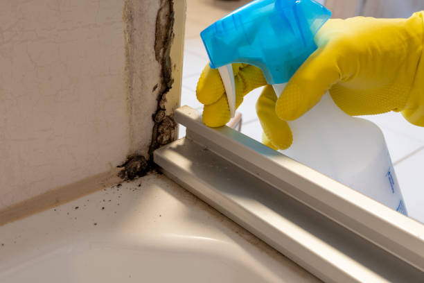 Best Black Mold Removal  in Pomeroy, OH