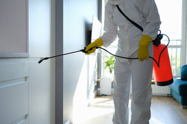 Best Local Mold Removal Service  in Pomeroy, OH