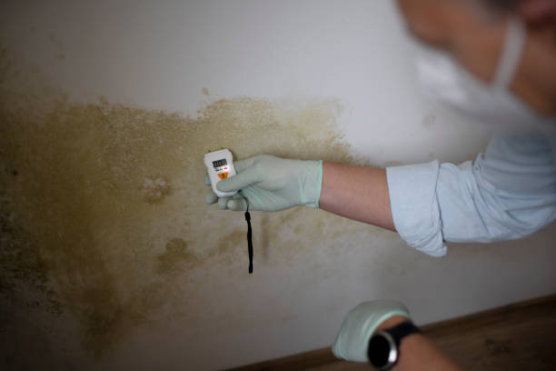 Certified Mold Removal in Pomeroy, OH