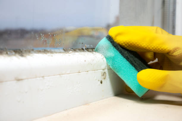 Best Toxic Mold Removal  in Pomeroy, OH