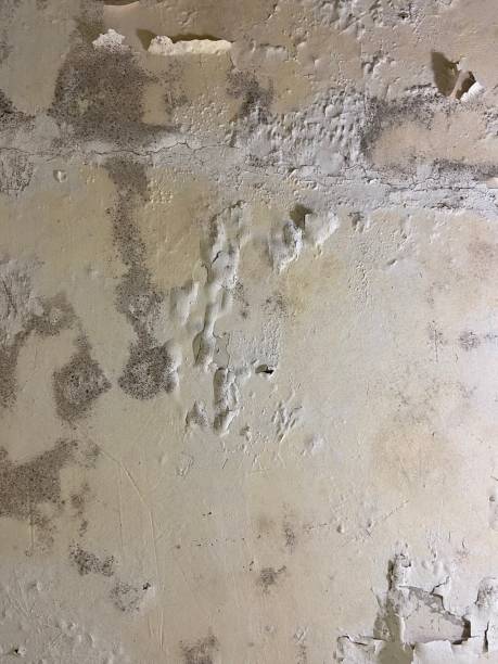 Best Commercial Mold Removal  in Pomeroy, OH