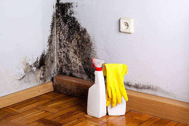 Best Mold Cleaning Services  in Pomeroy, OH